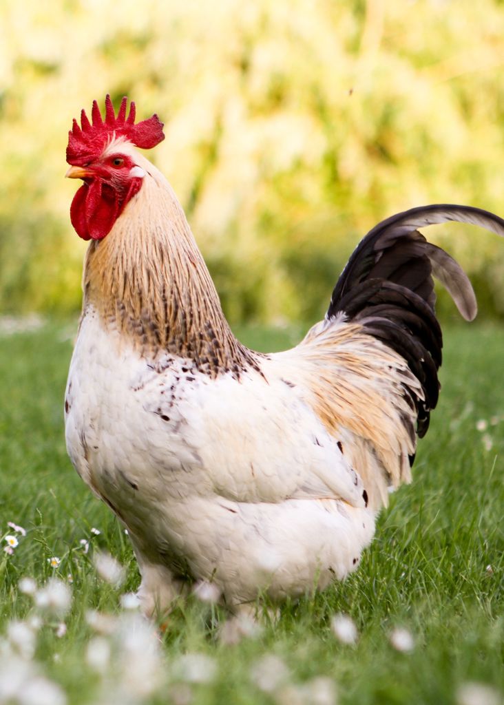 Chicken Names For Every Breed and Color