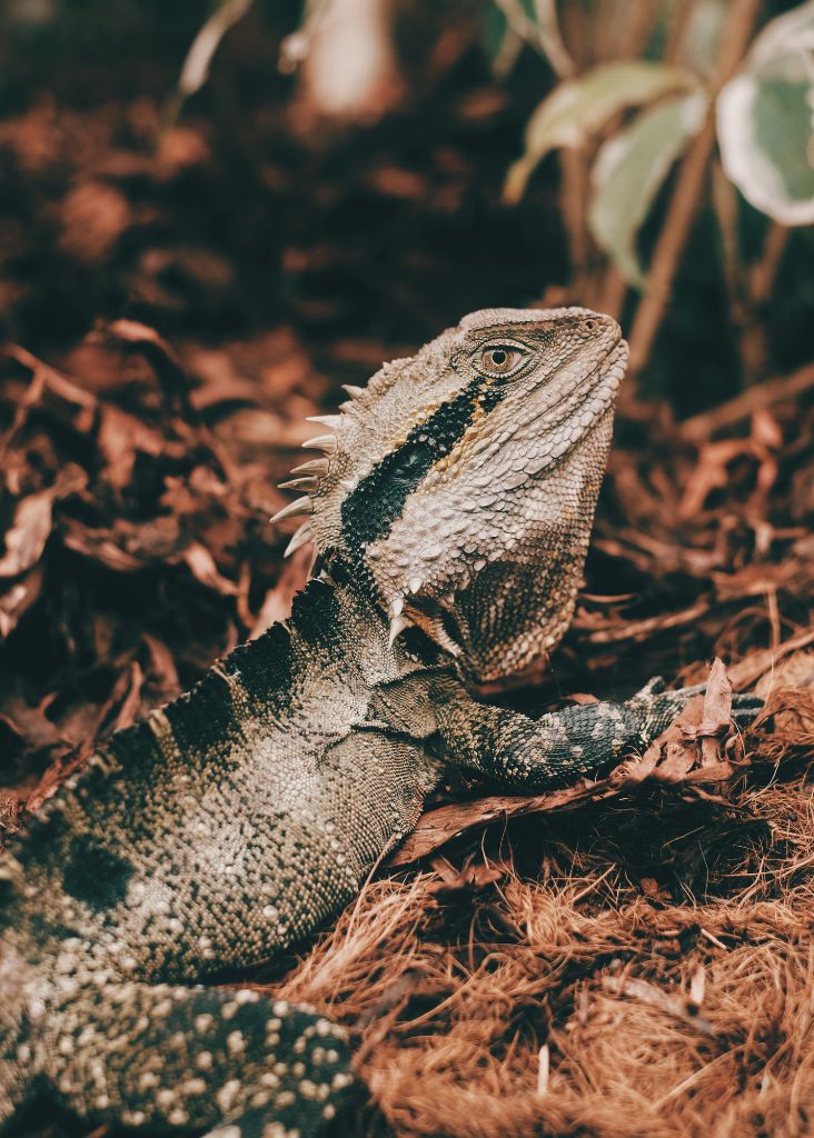 The Ultimate List of Bearded Dragon Names