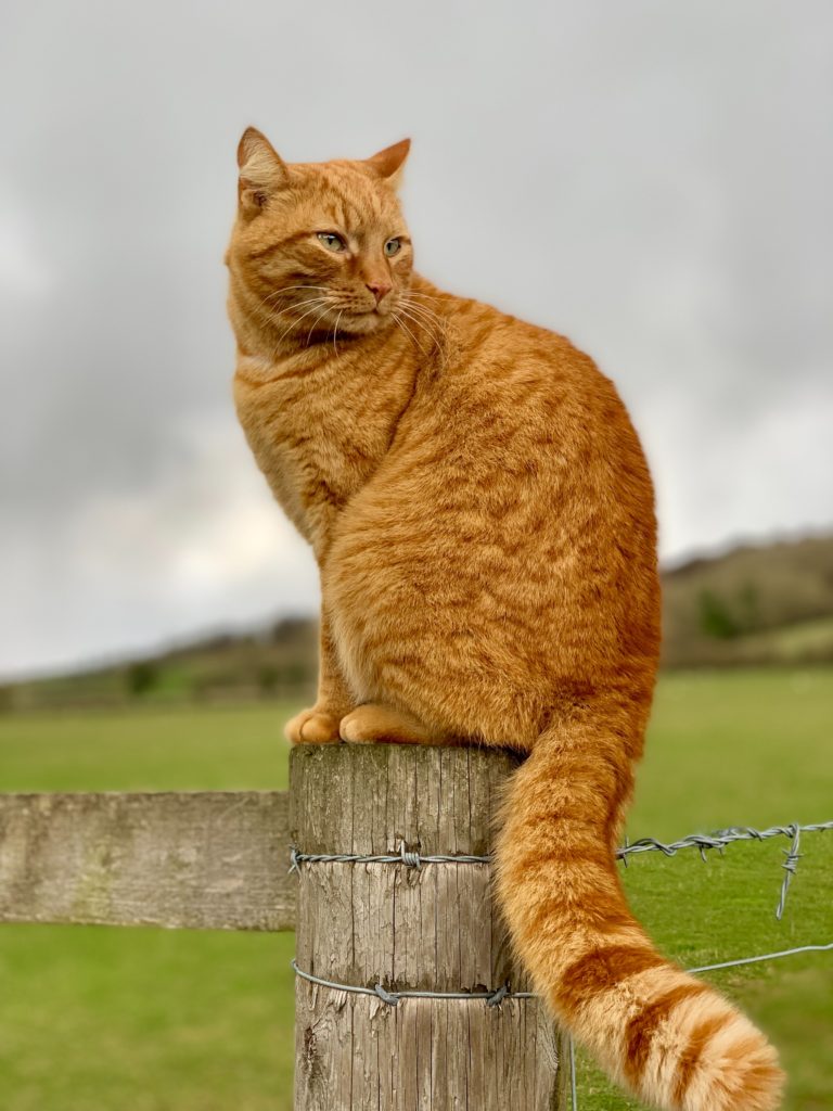 The Very Best Names For Ginger Cats