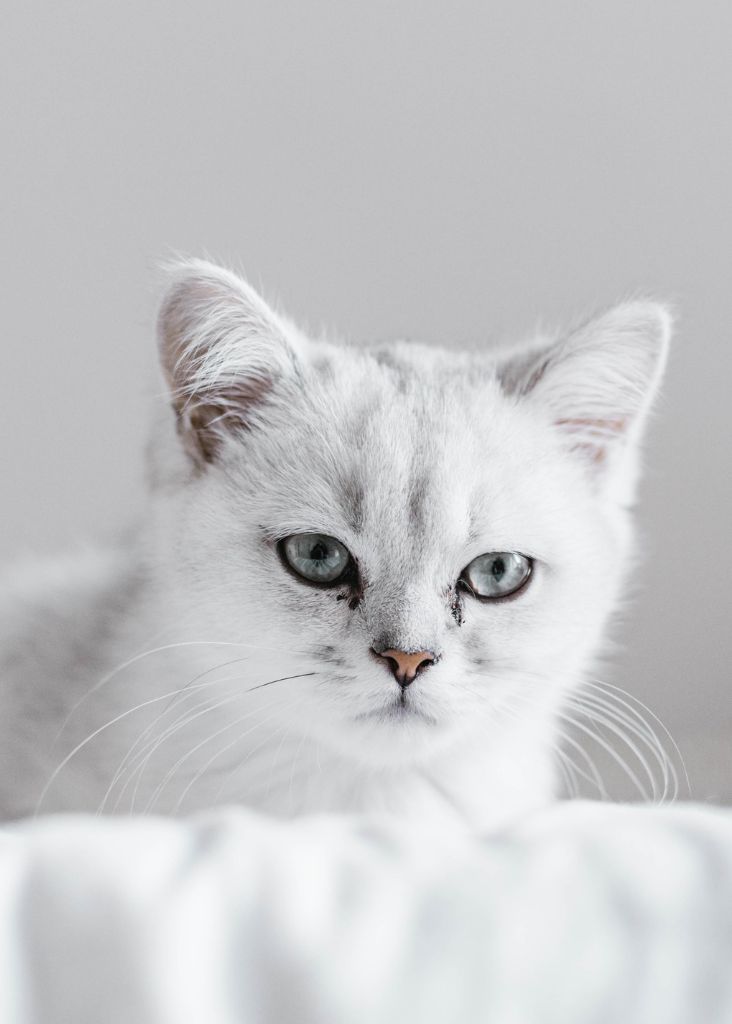 The Very Best White Cat Names
